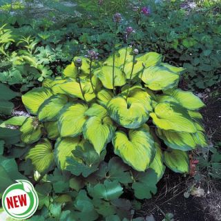 Old Glory Hosta Thumbnail